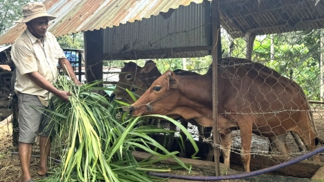 Đòm jăt nùs nhơm “Đảng viên lòt lài” tàm bơtàu tơngguh lơh sa tàm ală ƀòn lơgar 