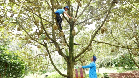 Broă lơh sa sươn sre Tây Nguyên dê geh uă tam gơl pa 