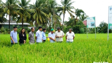 ĐỒNG THÁP KHAM MERAT 80% TANEH PALA PADAI TRUN BRUK TATHUAK NERAK 