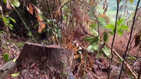 UBND TỈNH QUẢNG NAM K’ĐƯƠI PA ĐÂH CHA MÊỆT LÊY, BHRỢ TÊNG TU BHIỆC PA HƯ CRÂNG ĐHỊ CHR’VAL PHƯỚC TRÀ