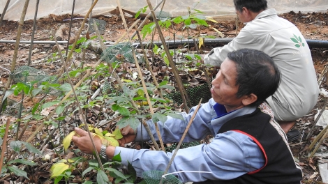 Lợi ích kép từ việc phát triển cây dược liệu ở Kon Tum