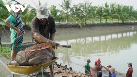 CÀ MAU: DOM JAK JENG DAONG KA URANG NGAK NONG OH PANG TUI PANUAC DI DIUK RAONG IKAN JING MEK HU LABA YAOK TY SA THUN