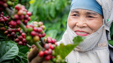 Gia Lai: Nông dân phấn khởi vào vụ cà phê