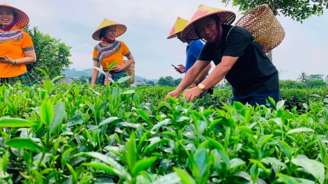 Thưởng ngoạn những đồi chè đẹp nhất Thái Nguyên