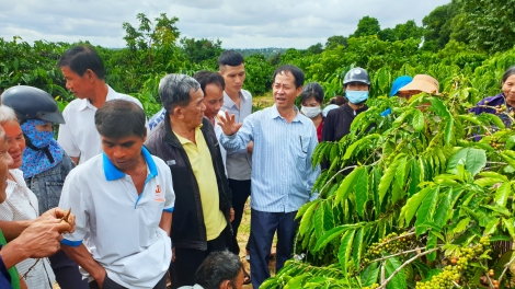 KỶ NGUYÊN VƯƠN MÌNH - Loạt bài "Định vị nông nghiệp Tây Nguyên trong chuỗi giá trị toàn cầu"- Bài 3: Trên dưới đồng lòng dẫn dòng cho nông nghiệp Tây Nguyên 