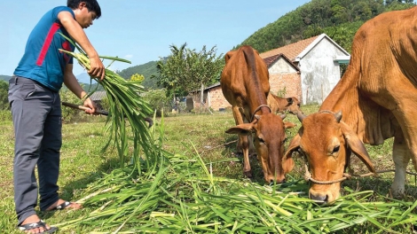 ĐOỌNG TOONG M’BEH CĂH ĐOỌNG A XIU - NĂC CƠNH BHRỢ ZOOI ĐHA NUÔR ACOON COH Z’LÂH ĐHA RƯT NHÂM MÂNG