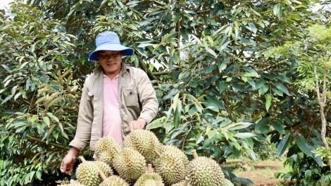 Pôi tá chiâng pêt hên sầu riêng a Dak Lak