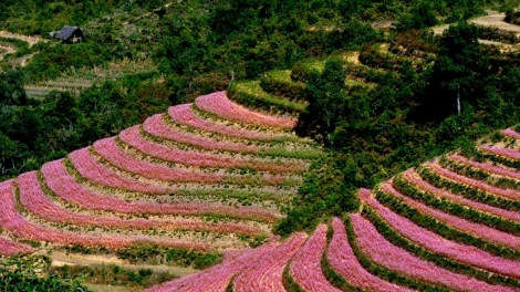 Phai paz nhây phiến