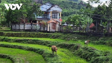 BÍ THƯ CHI BỘ P’NIÊN ZOOI ĐHANUÔR BHRỢ CHA