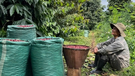Bruă đang hmua hrưn đĭ dlông, jơlan nao rai pơplih phrâo, Dap Kơdư bă kơ tơlơi mơ-ak yak phun rơnuk phrâo 