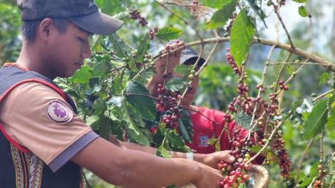 Kon Tum tơngguh uă bơta niam bơkah mờ cồng nha lơh sa tờm kơphê tiah mrềt 