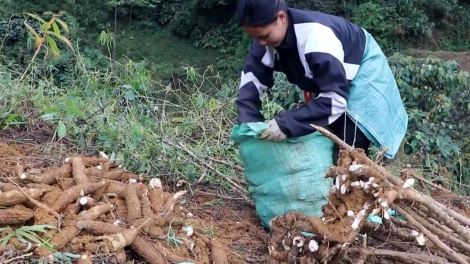 Giá thu mua thấp, người trồng sắn ở Lai Châu đối diện với khó khăn