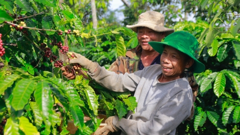 Cà phê giá cao, nông dân phấn khởi, doanh nghiệp áp lực