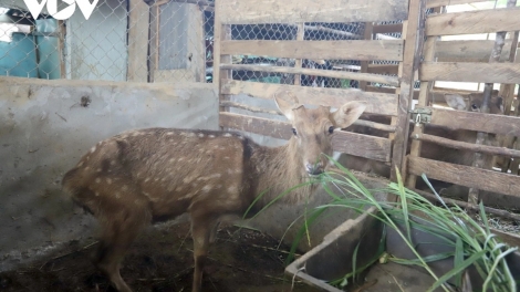 BĂN CHR’GƠƠNG C’LÂNG DƯR ZI LÂH ĐHA RƯT ĐHỊ DA DING K’COONG 