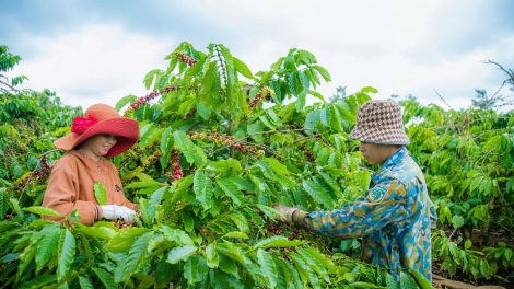 Nâng tầm nông sản Đắk Nông qua chương trình OCOP