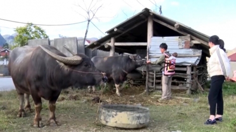 Tsaz yênhx nta suôz luk Hmôngz hnuz 4-12-2024