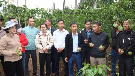 220 hectar 'long xa plei đei pơtăm kiơ̆ tơchơ̆t VietGAP tơ̆ Tây Nguyên 