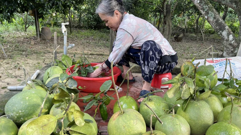 QUẢNG NGÃI BHRỢ TÊNG CLUNG GA MẮC BƠƠN CHR’NĂP TƠỢ ƠY PAY BH’NƠƠN LÂH 100 ỨC ĐỒNG/HA/C’MOO