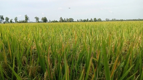 HOP TAC XA HU DANG TAKAI PRAONG DALAM BRUK JAK JENG DI DANAK DAK 1 TRIEU HA PADAI