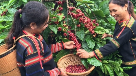 Mpồl lơh broă bal Ea Tu: Kòn cau Rơđê lơh geh cồng nha kơnờm bơh broă lơh kơphe bơkah