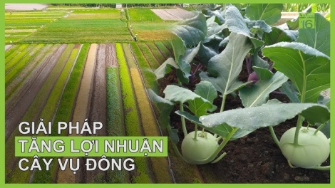 Tzía tìu chaoz mảng cấu cành tzuống canh tông