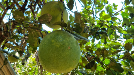 BH’RỢ CHOH PIH BHUNG COH TOOR ĐONG, COH HA RÊÊ