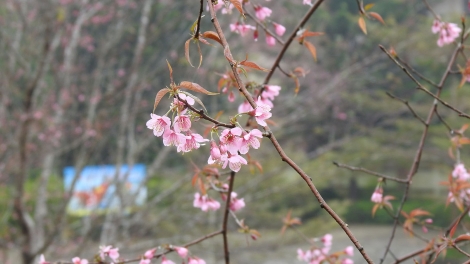 Lung linh hoa anh đào Măng Đen khoe sắc