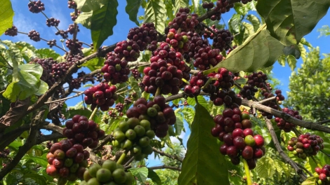 Ban hành quy chế quản lý chỉ dẫn địa lý “Buôn Ma Thuột” cho cà phê Robusta