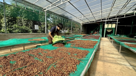 Ba tơbiă tơlơi pơkă wai lăng, mă yua hăng wai pơgang glông črâo ba anih pla “Buôn Ma Thuột” hăng kơphê Robusta