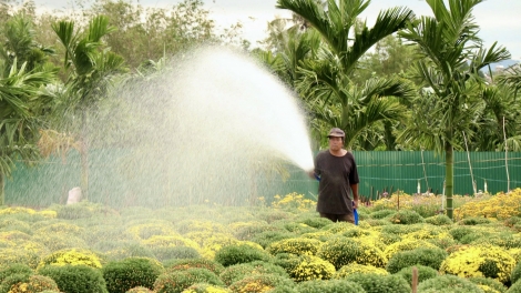 Phung pla mjing Daklak hlăk dôk mjut mjing yan mnga kơ Tết