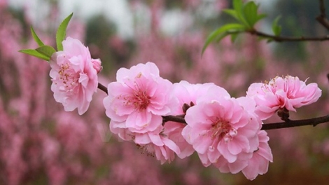 CHƯƠNG TRÌNH KHAY HENG TÀY - NÙNG (Thứ 4, vằn 29 bươn 1 pi 2025) - (Xo ết nèn chiêng)