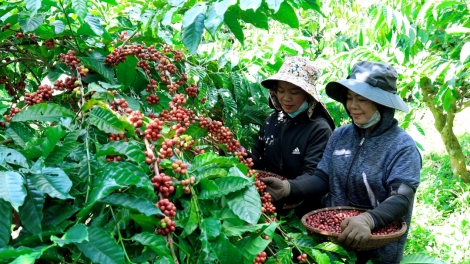 Đắk Lắk jang hơdai pơm tơlĕch yak truh choh jang sa kơjăp ‘lơ̆ng