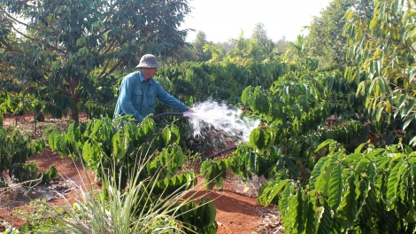 Nông dân Tây Nguyên hy vọng một năm sản xuất thuận lợi