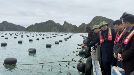 Kơiăng khua knŭk kna Trần Hồng Hà nao čuă, mđĭ ai dŭm gŏ sang rông mnơ̆ng hlăm êa ti Vân Đồn 