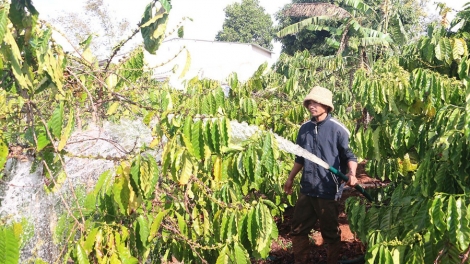 GIA LAI: ĐHR’NĂNG TA BHƯCH ĐAC TƯỚI ĐOỌNG HA TƠƠM CHR’NOH