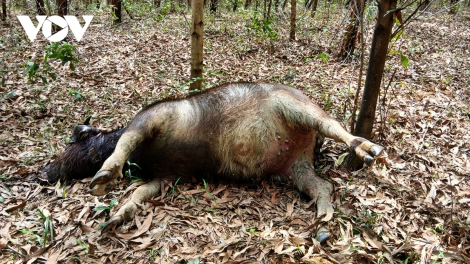 QUẢNG TRỊ: PR’LUH TỤ HUYẾT TRÙNG BHRỢ 39 P’NONG T’RÍ, C’ROOC C’MĂP