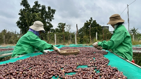 Tơmeăm pêi lo ing chiâk deăng Dak Lak tơngah châ tê tơ’nôm ngi kong têa ê