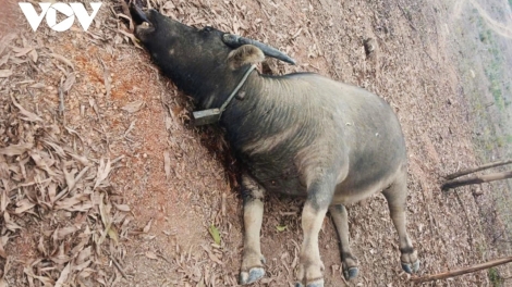 QUẢNG TRỊ: BƠƠN LÊY 20 P’NONG T’RÍ C’MĂP COH CRÂNG