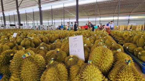 Séa ngăn kơtăng khât, plâi sầu riêng Việt Nam kal athế pêi pro ki klâi vâ tơ’lêi châ tê mơ’no ngi kong têa ê?