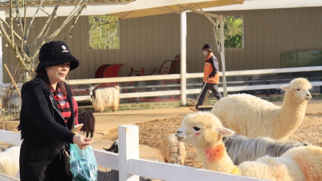  Klei čang hmăng mrâo mđĭ kyar bruă hiu čhưn ênguê lŏ hma Đà Lạt