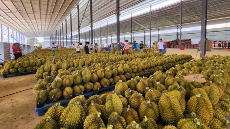 Tềl sơn-io pà gŏ càr Dăk Lăk geh jơnau kờñ gơguh lơh sa 8% tàm nam 2025