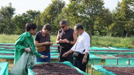 Mkra mjing êlam - klei yăl dliê mđĭ ênoh yuôm kphê