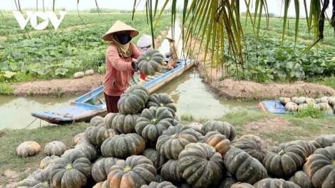 កសិករនៅខេត្តកាម៉ាវដាំដំណាំអាហារតាមវាលស្រែ