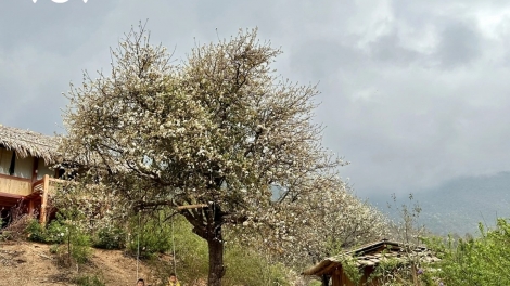 PAZÊNG BHIỆC BHAN C’XÊÊ 3 T’PÂH T’MOOI TƯỚC SƠN LA