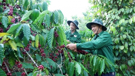“TRI THỨC CHOH LÂNG BHRỢ CÀ PHÊ ĐẮK LẮK” DƯR VAIH C’KIR VĂN HOÁ PHI VẬT THỂ ÂNG K’TIẾC K’RUUNG