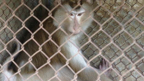 PA ĐƠP BHOT ARÂL OOY TRUNG TÂM TRÔÔNG DÂC, ZƯ ĐƠC LÂNG PA DƯR A ĐHĂH DZĂM