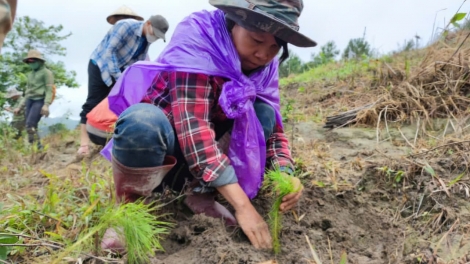 Tơring čar Gia Lai lăi pơthâo lŏn gôm kyâo pơtâo hmâo 47,59%
