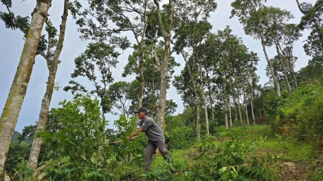 K’ĐHƠỢNG NHÂM C’LÂNG BHRỢ CHA HA ĐHA NUÔR ACOON COH ĐHỊ PHONG NHA - KẺ BÀNG