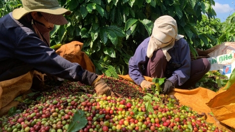 Kual Tŏng Krah dêh čar – Dap Kơdư pơtrut kơtang pơplih mrô djru mơnuih ngă đang hmua, anom bơwih ƀong 