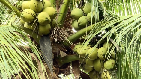 ពត៌មាន ម៉ោង ១៥